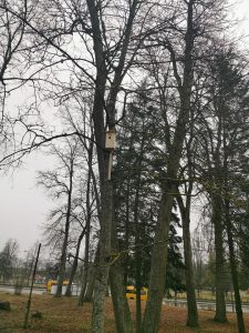 Pasaulinė paukščių diena